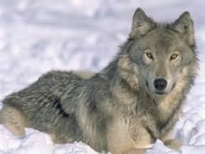 Help save the grey wolves! Help save the grey wolves!