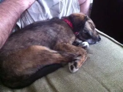 For Puppy People's Photo
