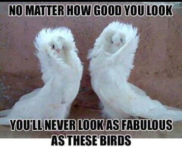 Animal Lovers's Photo