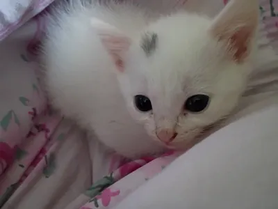 Kitten photodump page's Photo
