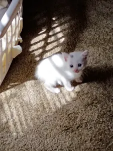 Kitten photodump page's Photo