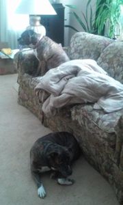 Your Pets Page!'s Photo Your Pets Page!'s Photo