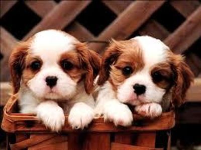 puppy lover page's Photo