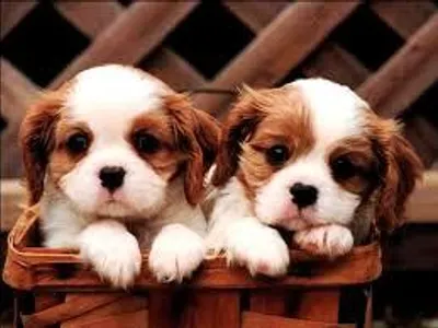 puppy lover page's Photo