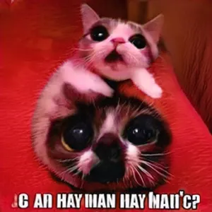 Crazy and Funny!'s Photo