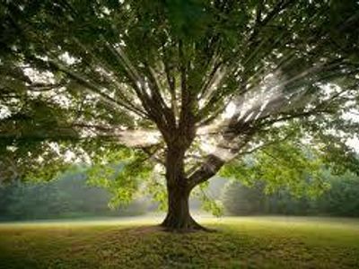 Save the trees and wildlife!