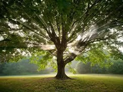 Save the trees and wildlife!