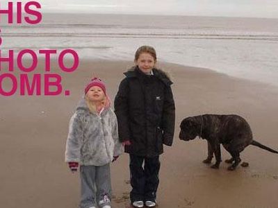 Animal Photobombs