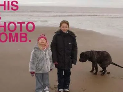 Animal Photobombs