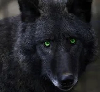 Were-creatures RP's Photo