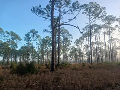 Nature's Photo