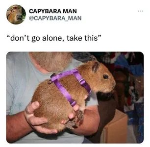 Capybara's Photo