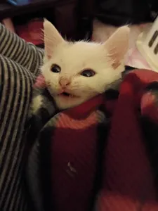Kitten photodump page's Photo