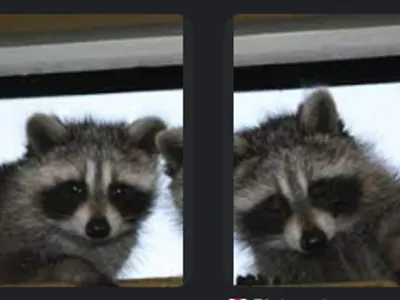 Raccoons & Foxes ^-^'s Photo