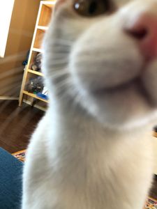 my cat is supreme's Photo