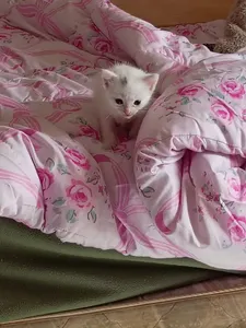Kitten photodump page's Photo