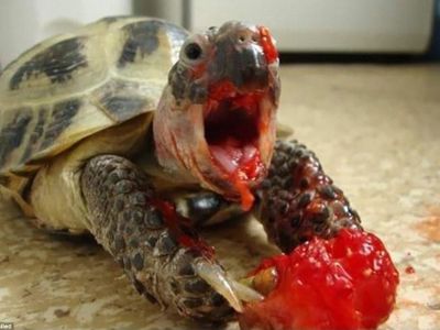 Animal Lovers's Photo