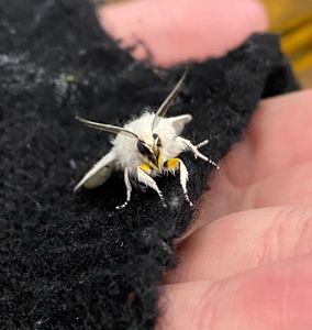 identishit's Photo
