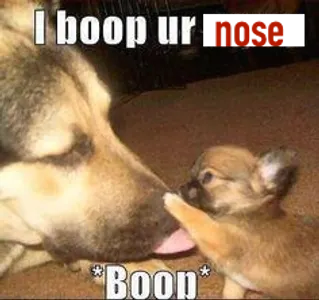 Memes, Jokes, and Things to Cheer You Up!'s Photo