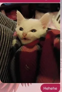 Kitten photodump page's Photo