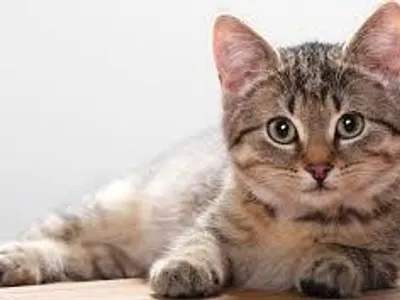 Your a Cat! (kitten)
