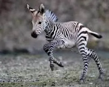 Zebra