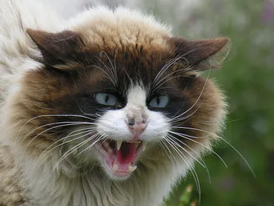 ShadowClan