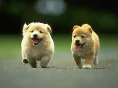 cute puppy