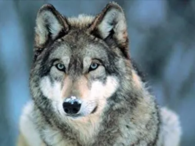 Timber/Midnight_Wolf766