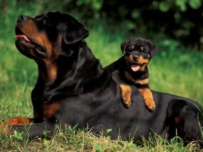 Rottweiler