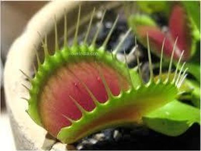 Venus Flytrap