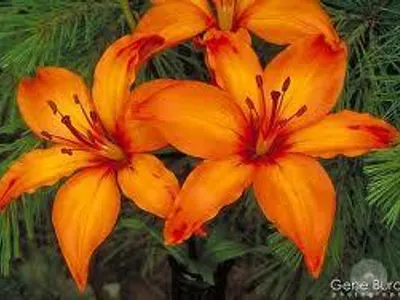 lillies