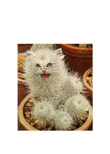 Odd taste thingy Cactus