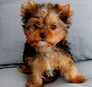 Yorkie