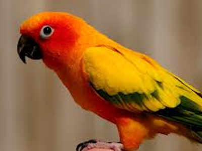 bird