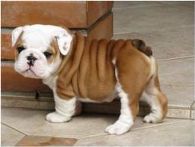 Bulldog