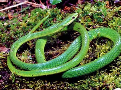 Reptile