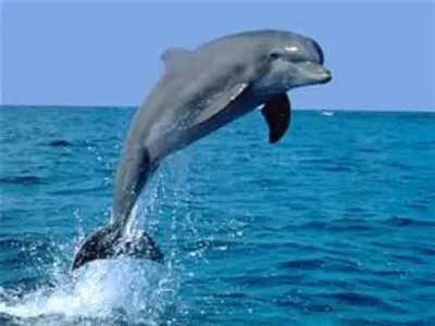 Dolphin