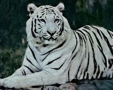 White Tiger
