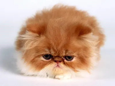 Sad kitty.