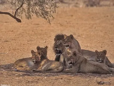 African Lion