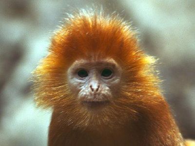 Monkey