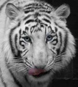 Siberian Tiger
