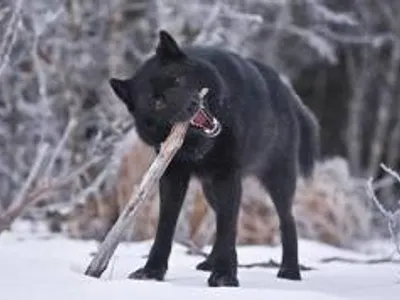 hungry wolf