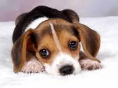 beagle