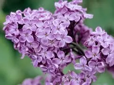 Lilac