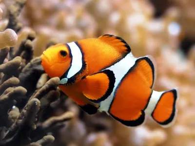 Clown fish!