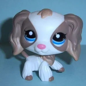 Cocker spaniel