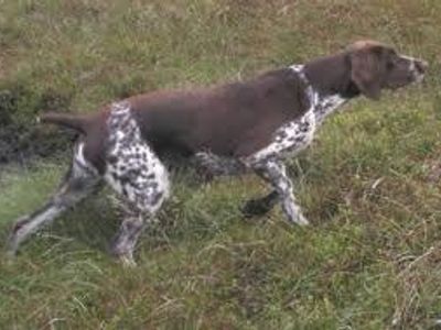 Short Haired Pointer