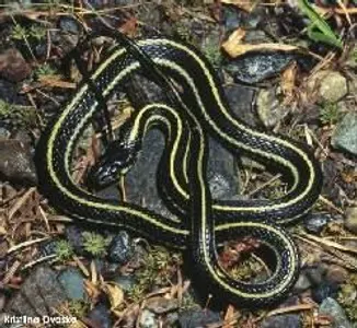 Garter Snake